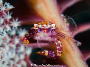 This is a photo of a pregnant seapenn crab, trying to cat... by Glenn Ian Villanueva 